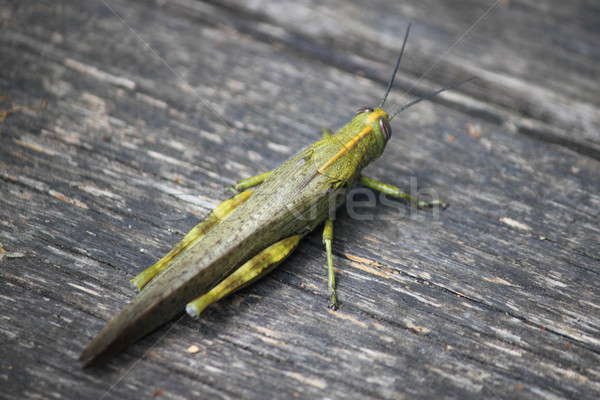 Stockfoto: Cricket · gras · veld · groene