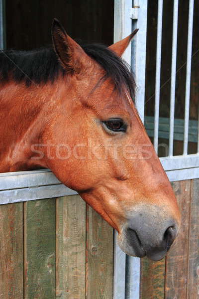 Konia stabilny portret brązowy mężczyzna oka Zdjęcia stock © alessandro0770