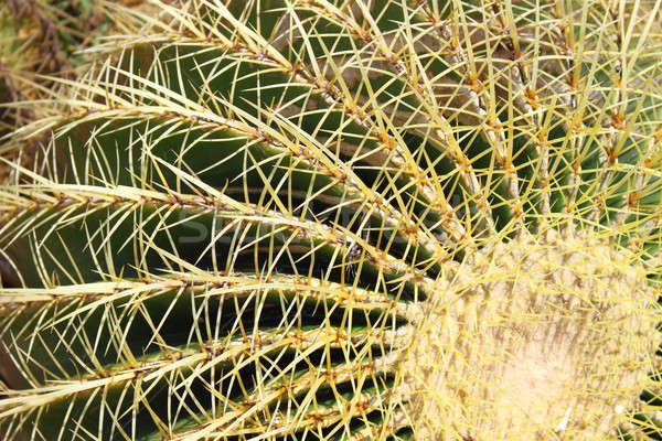 Golden barrel cactus, Echinocactus Grusonii Stock photo © alessandro0770