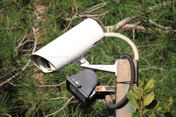 Biztonsági kamera biztonság megfigyelés kamera erdő fák Stock fotó © alessandro0770