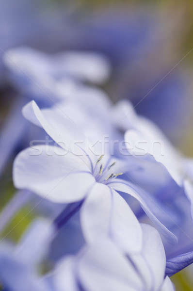 Flower bud of Plumbago auriculata  Stock photo © AlessandroZocc