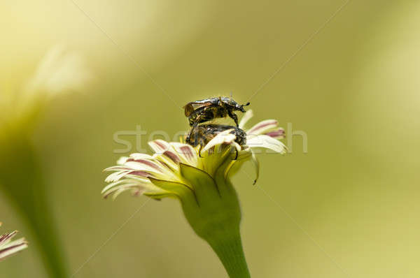 Dandelion flower in Spring with two mating coleopteron insects Stock photo © AlessandroZocc