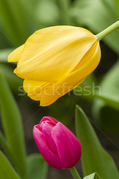 Coloré fleurs détail tulipe fleur [[stock_photo]] © AlessandroZocc