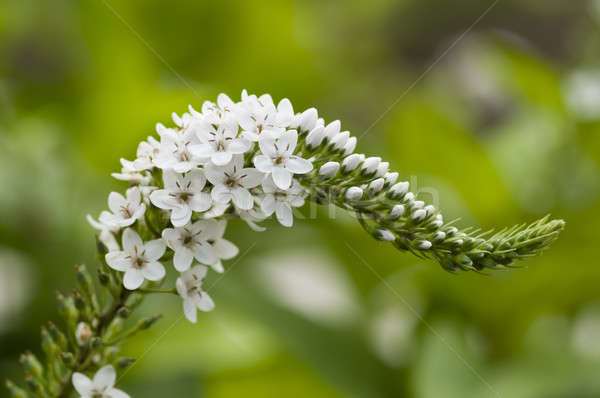 Spike of white flowers Stock photo © AlessandroZocc