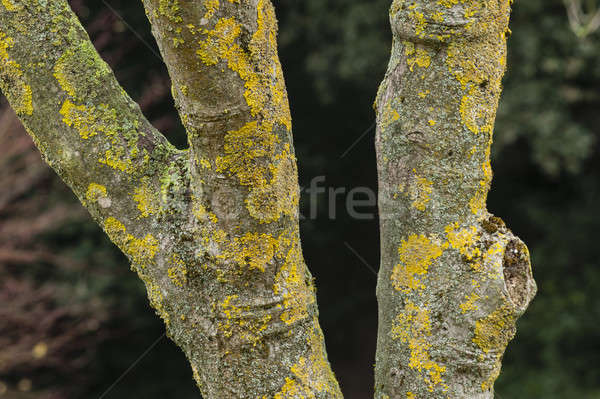 tree in winter with no leaves and yellow lichen on bark Stock photo © AlessandroZocc