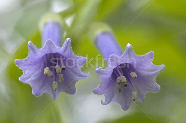 Two blue flowers with bell shape Stock photo © AlessandroZocc