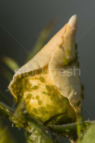 Colorful roses Stock photo © AlessandroZocc