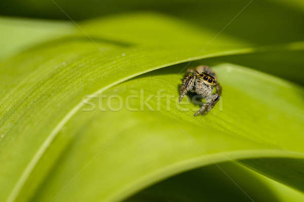 Stock photo: Jumping spider on green leaf