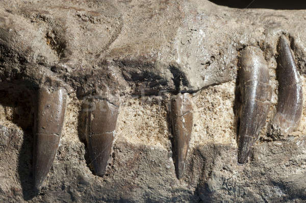 Fossilized teeth of Pliosaurus, Stock photo © AlessandroZocc