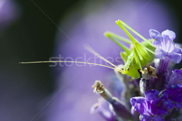 [[stock_photo]]: Sauterelle · lavande · fleurs · vert · fond