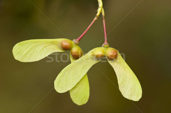 Winged seeds of an ornamental Maple tree Stock photo © AlessandroZocc
