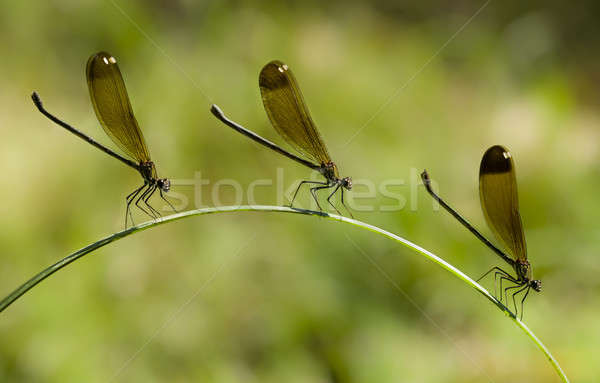 Three Female damselfly perched on a blade of grass Stock photo © AlessandroZocc