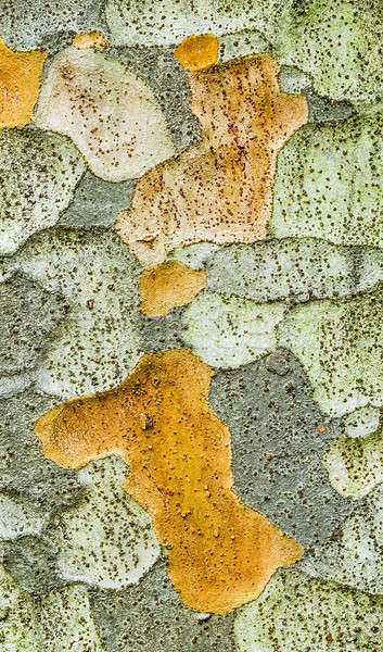 ツリー 樹皮 詳細 落葉性の 工場 ニレ ストックフォト © AlessandroZocc