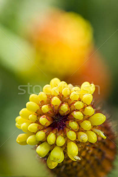 Tropical flower spike Stock photo © AlessandroZocc
