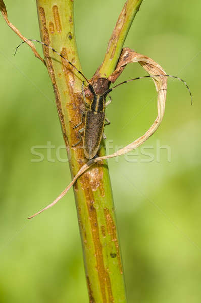 Common longhorn beetle Stock photo © AlessandroZocc