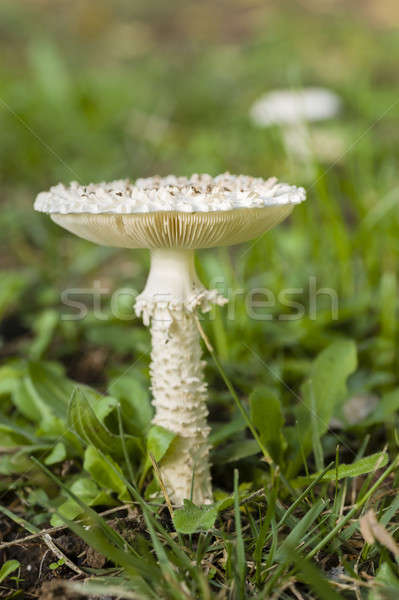 Stock photo: Amanita vittadinii mushroom