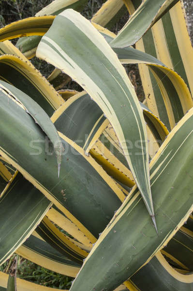 Stock photo: Close up of interleaved leaves of  agave americana marginata.