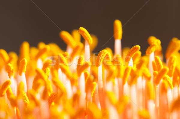Closeup of the flower of the spectacular paintbrush lily, Scadox Stock photo © AlessandroZocc