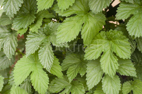 green leaves of common hop climbing plant Stock photo © AlessandroZocc