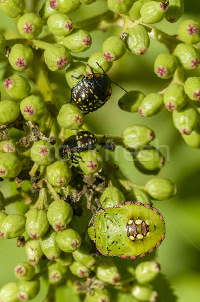 Young and adult shield bugs Stock photo © AlessandroZocc