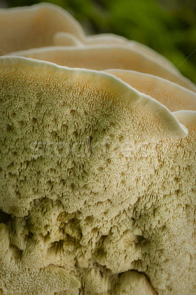 Roof mushroom underside Stock photo © AlessandroZocc