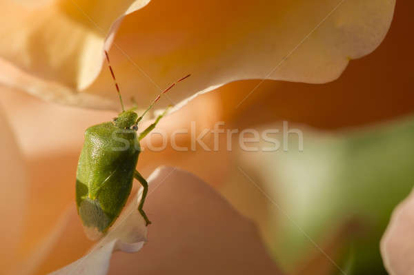 Groene schild bug kleurrijk rozen Stockfoto © AlessandroZocc