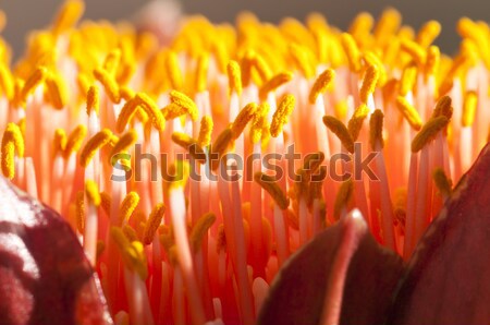Primer plano flor espectacular pincel Lily uno Foto stock © AlessandroZocc