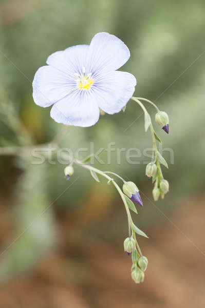 flower and buds of flax plant Stock photo © AlessandroZocc