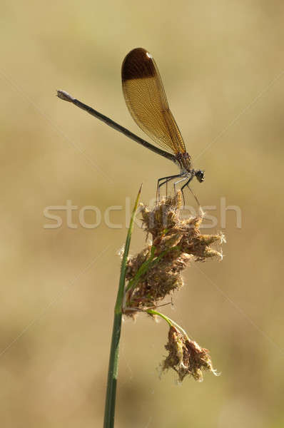Female of the damselfly Calopteryx haemorrhoidalis Stock photo © AlessandroZocc