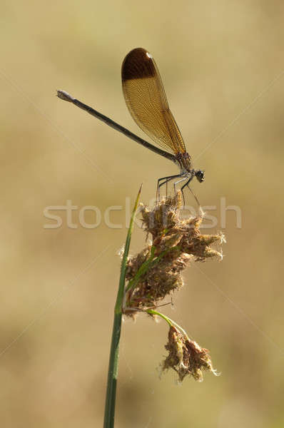 Homme insecte [[stock_photo]] © AlessandroZocc