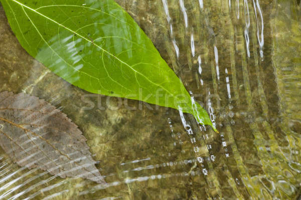Leaf on flowing water Stock photo © AlessandroZocc