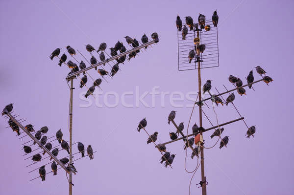 Starling bird flock  Stock photo © AlessandroZocc