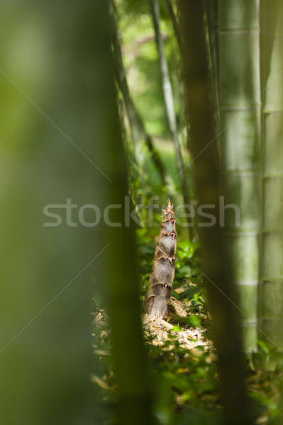 Részlet bambusz rügy borravaló borító levelek Stock fotó © AlessandroZocc