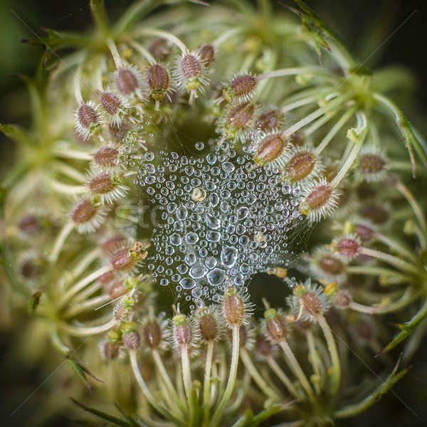 Wild carrot flower with spider web Stock photo © AlessandroZocc