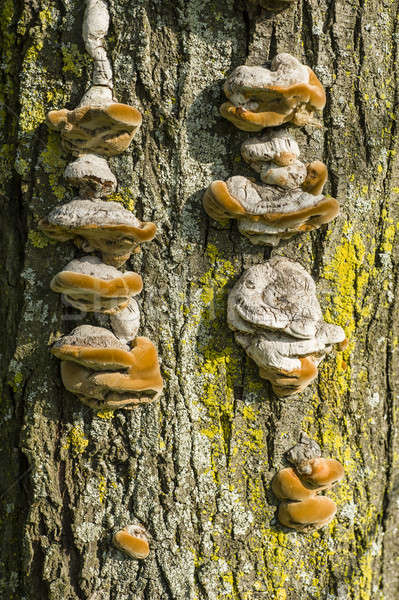 Brown Mushrooms growing on tree trunks  Stock photo © AlessandroZocc