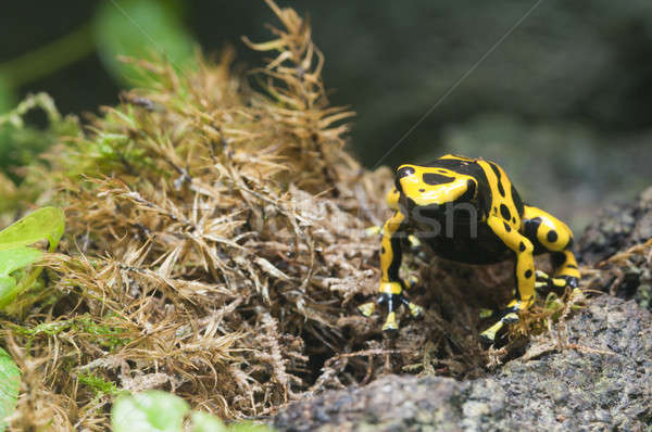 Siyah sarı tropikal zehirli kurbağa rainforest Stok fotoğraf © AlessandroZocc