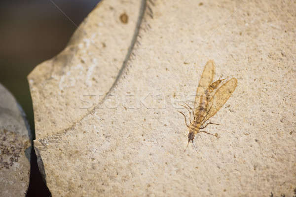 Fossil of insect Stock photo © AlessandroZocc