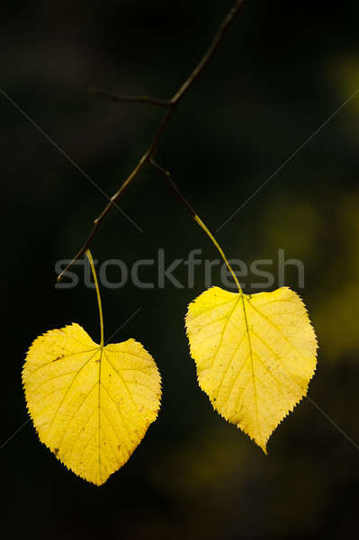 autumnal leaves of lime tree, Stock photo © AlessandroZocc