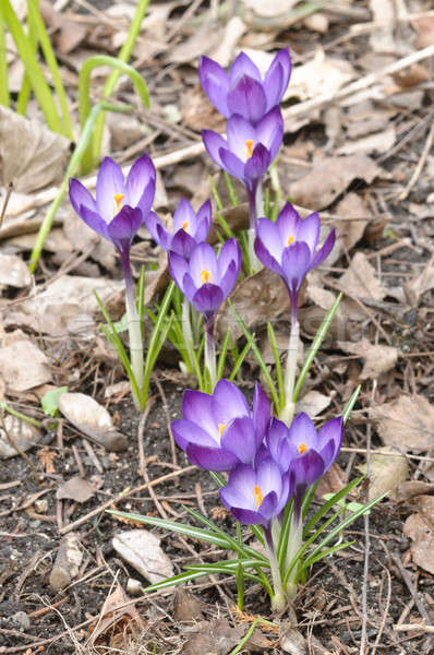 Purple, white and  yellow  Crocus flowers in full bloom in sprin Stock photo © AlessandroZocc