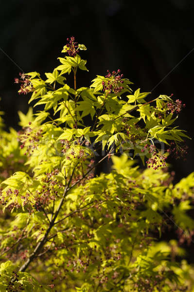 Maple tree with yellow green leaves and Spring red flowers Stock photo © AlessandroZocc
