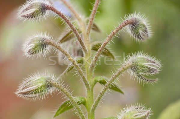 Thorny flower buds of starflower  Stock photo © AlessandroZocc