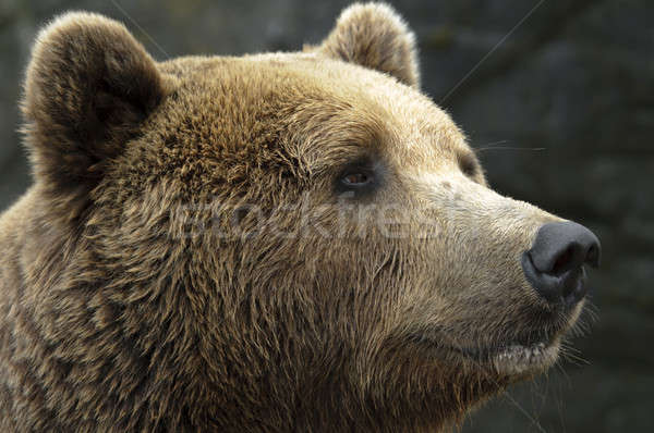 Zdjęcia stock: Mężczyzna · niedźwiedź · brunatny · portret · głowie · zoo