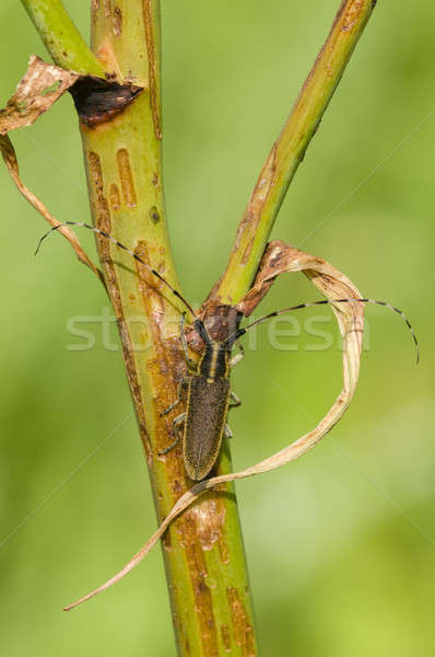 Common longhorn beetle Stock photo © AlessandroZocc