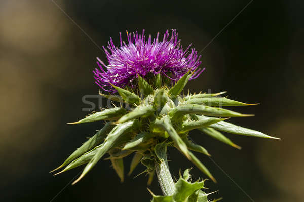 flower of the cardus marianus thistle Stock photo © AlessandroZocc