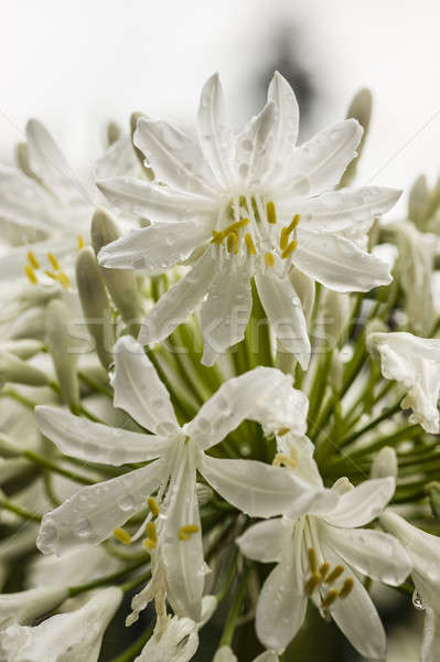 Stock photo: White Allium ornamental flowers