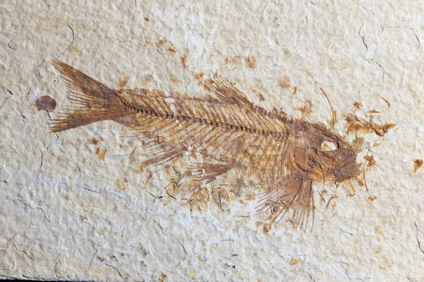 Stock foto: Fossil · Fisch · rock