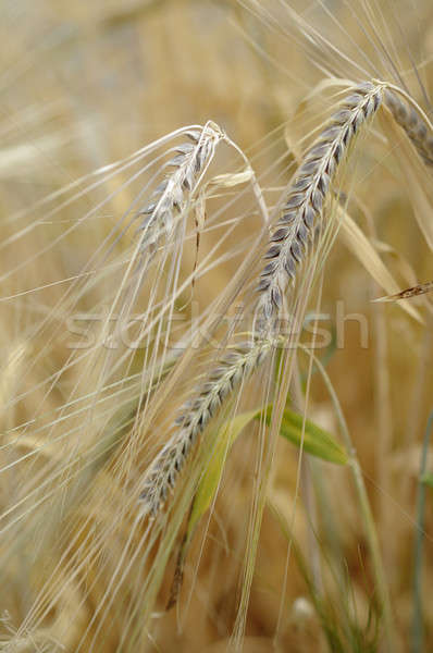 Bitkiler arpa üretim bira Stok fotoğraf © AlessandroZocc