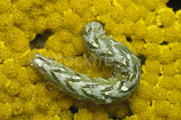 Stock photo: Green caterpillar