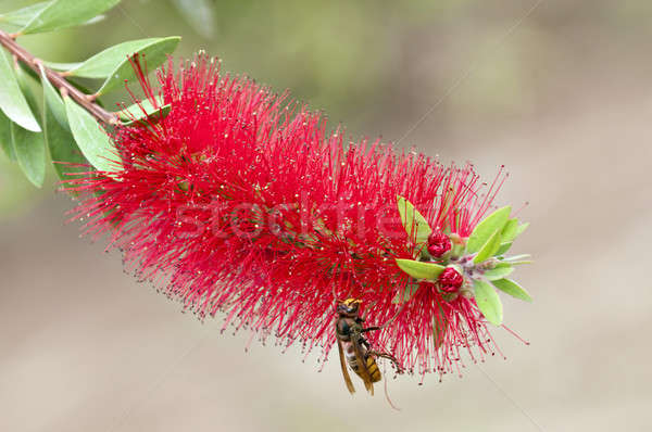 A hornet wasp on a feathery red tropical flower Stock photo © AlessandroZocc