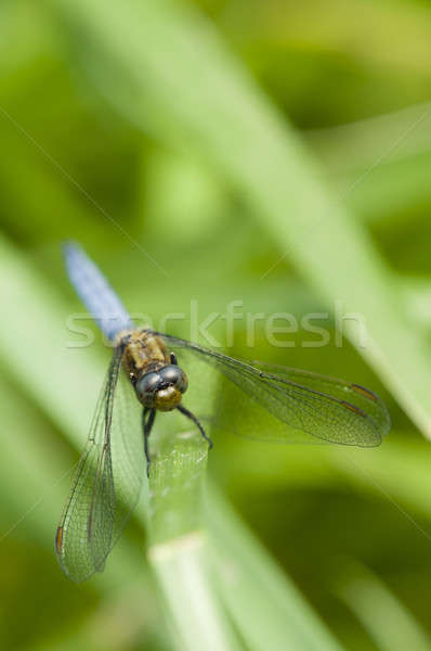 Niebieski Dragonfly zielona trawa wody wiosną liści Zdjęcia stock © AlessandroZocc